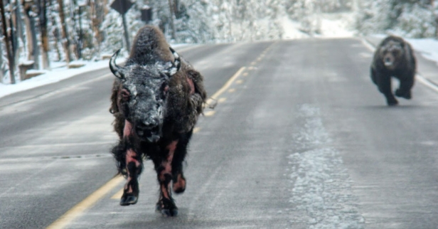 population zero - photo - bear chasing bison copy