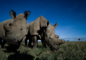 Help Save Rhinos Now with World Of Animals