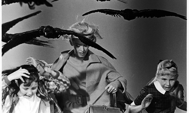 Veronica Cartwright being attacked in The Birds